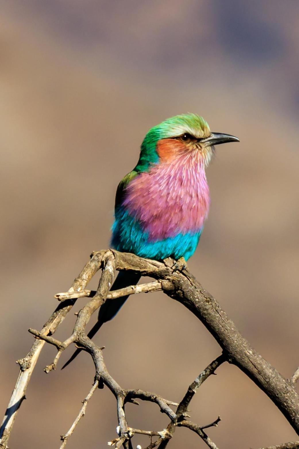 Pangolin Game Lodge - Self Catering, Incl 2 Game Drives Per Day Matlhagame Buitenkant foto
