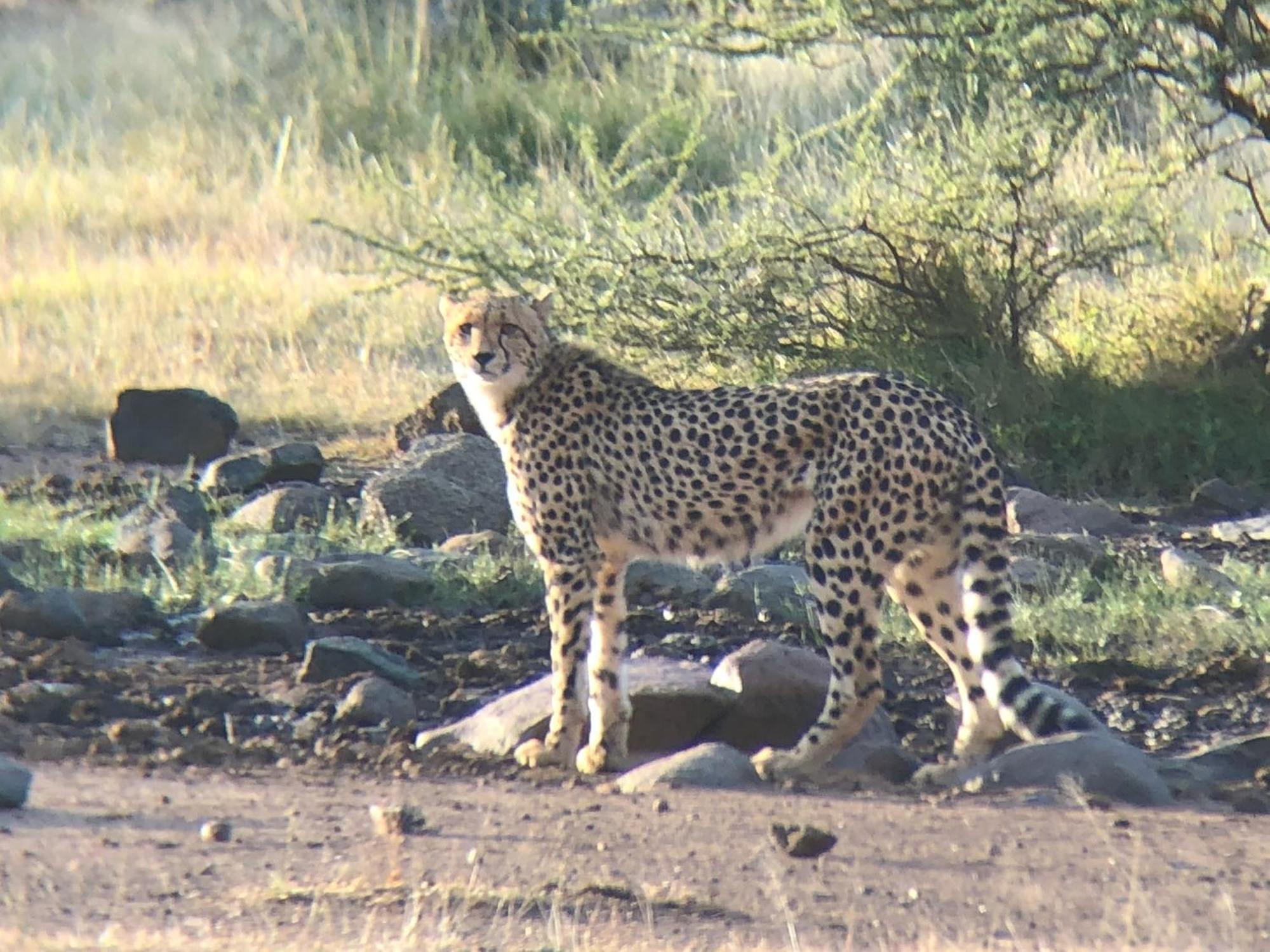 Pangolin Game Lodge - Self Catering, Incl 2 Game Drives Per Day Matlhagame Buitenkant foto