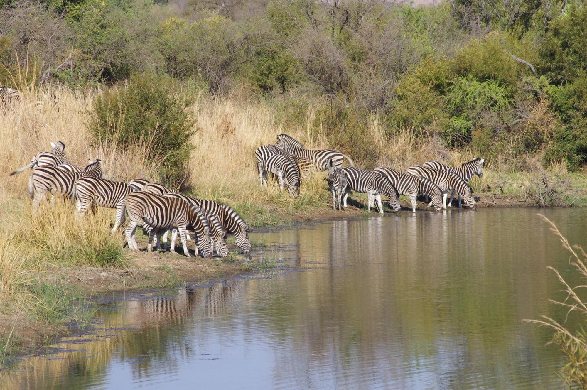 Pangolin Game Lodge - Self Catering, Incl 2 Game Drives Per Day Matlhagame Buitenkant foto