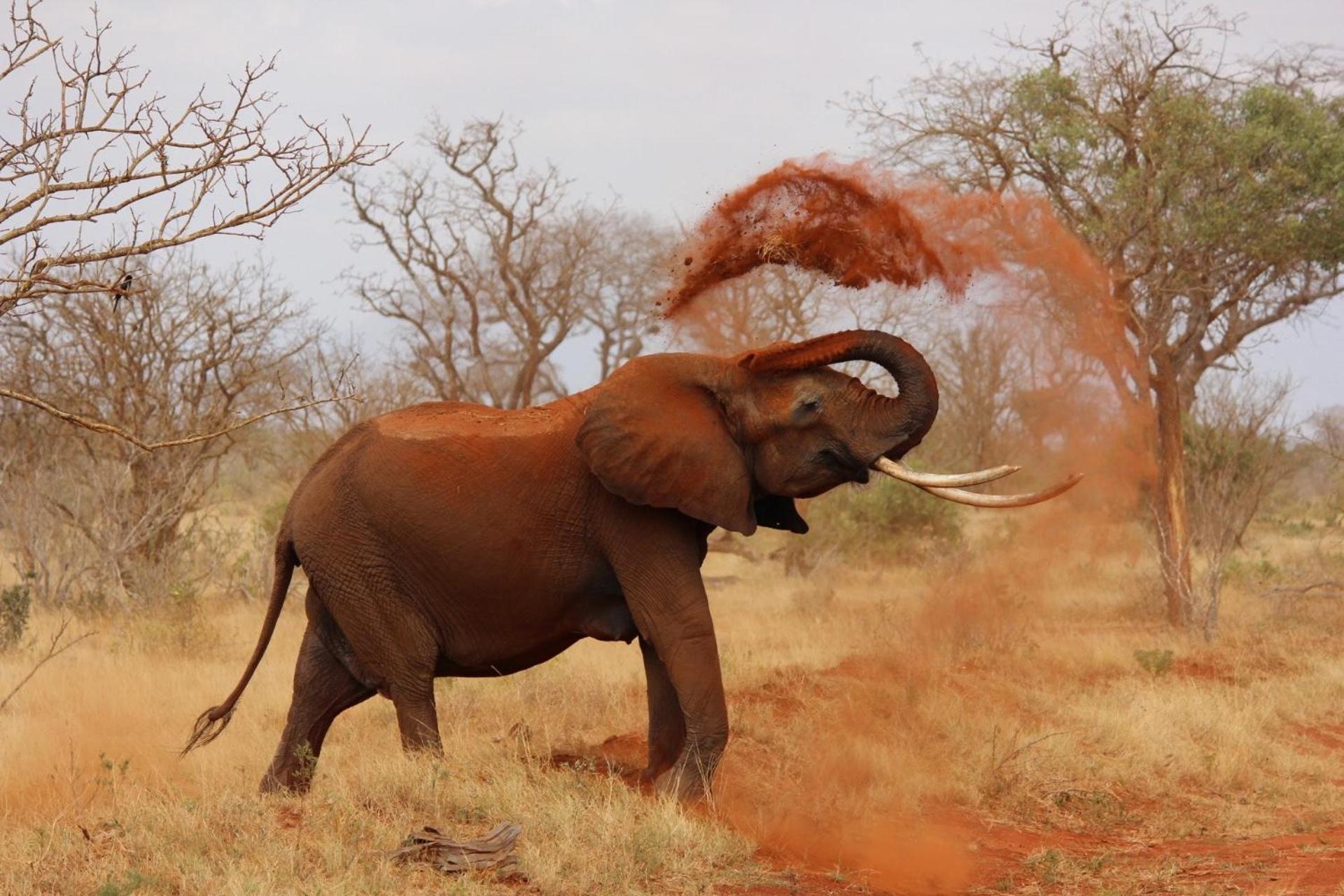 Pangolin Game Lodge - Self Catering, Incl 2 Game Drives Per Day Matlhagame Buitenkant foto