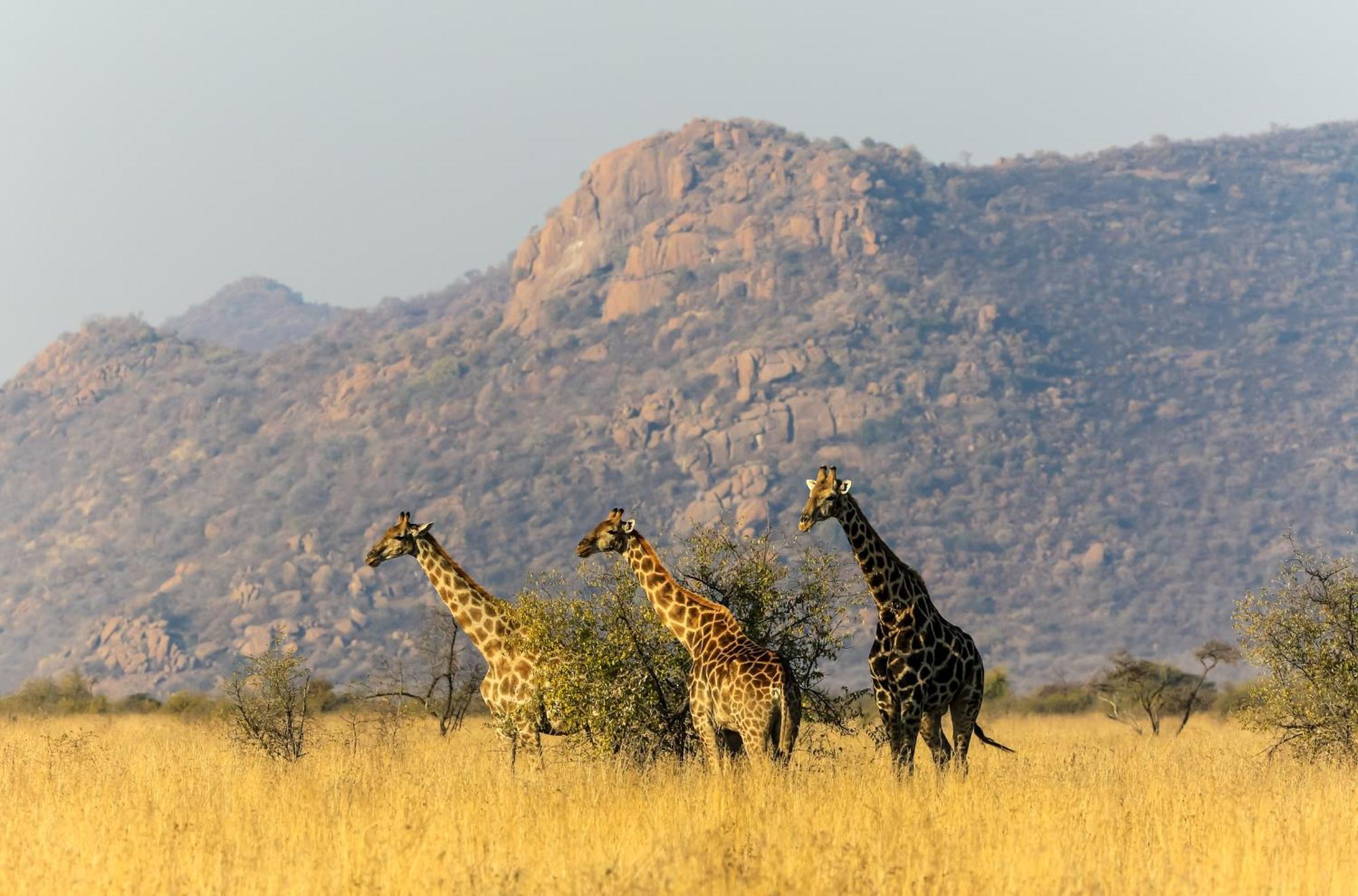 Pangolin Game Lodge - Self Catering, Incl 2 Game Drives Per Day Matlhagame Buitenkant foto
