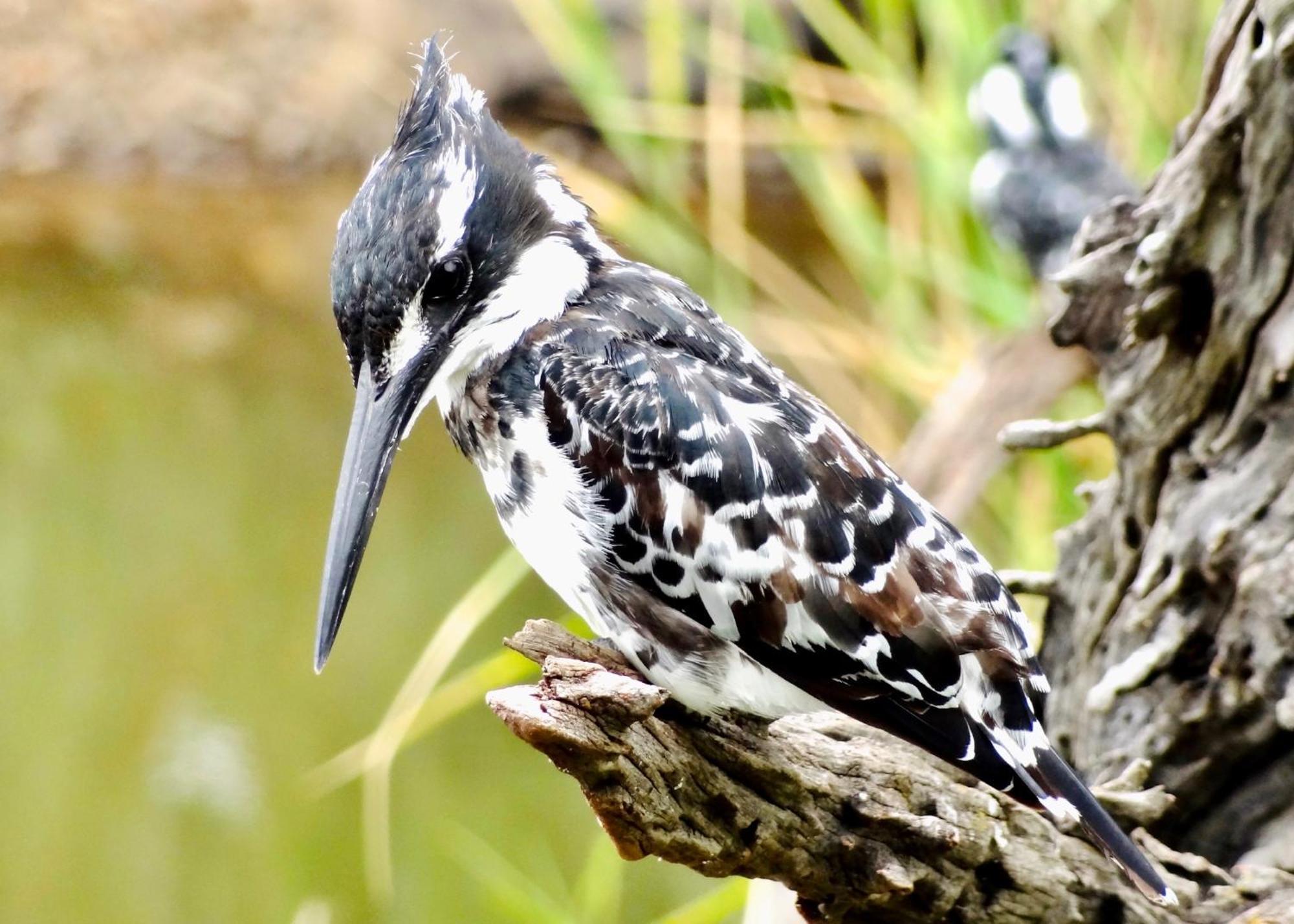 Pangolin Game Lodge - Self Catering, Incl 2 Game Drives Per Day Matlhagame Buitenkant foto