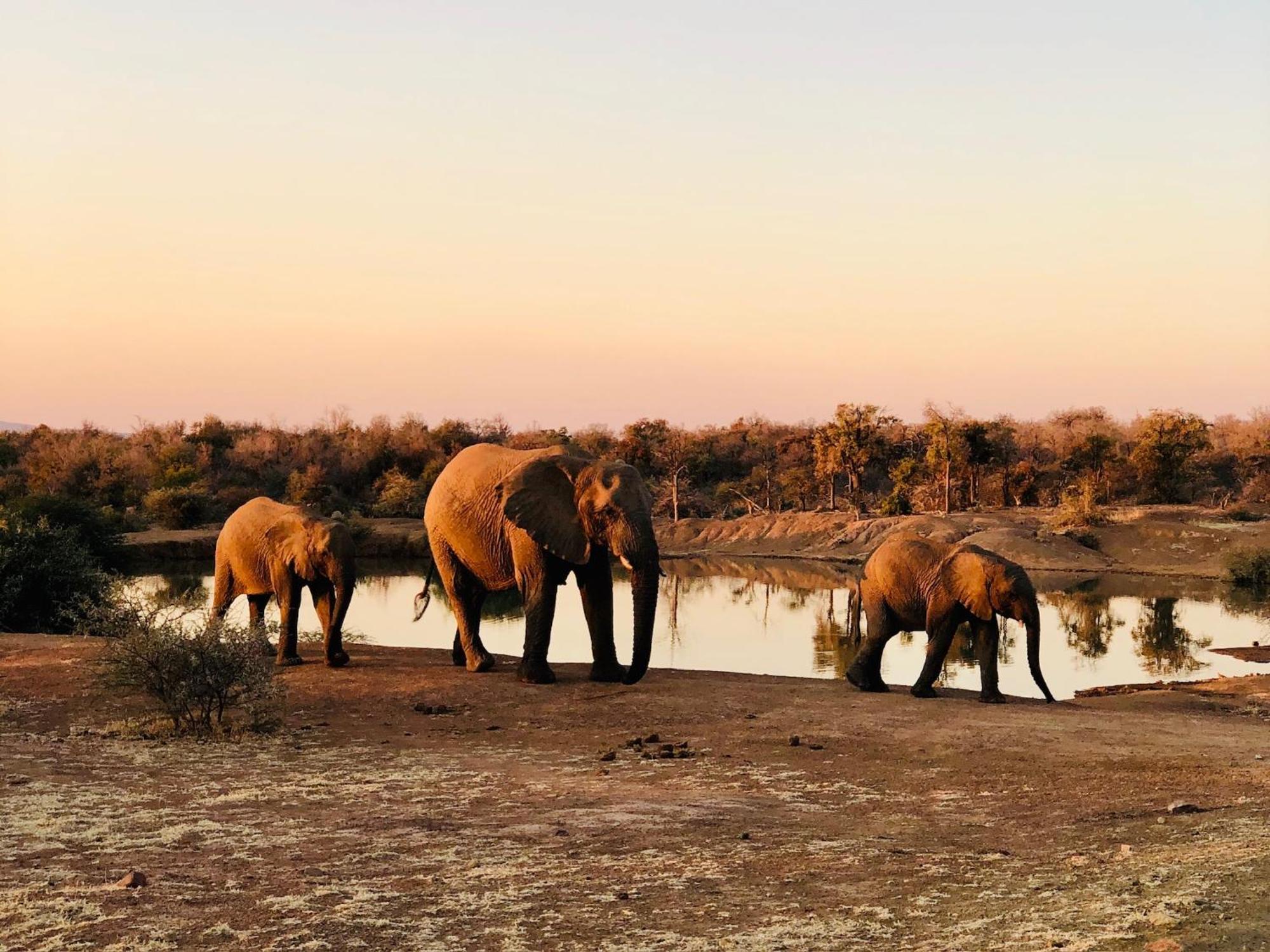 Pangolin Game Lodge - Self Catering, Incl 2 Game Drives Per Day Matlhagame Buitenkant foto