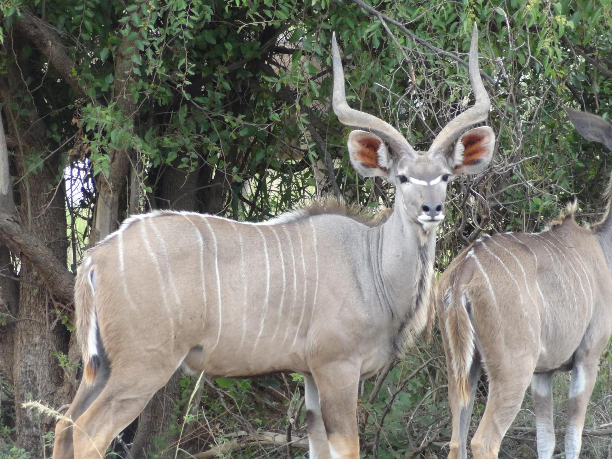 Pangolin Game Lodge - Self Catering, Incl 2 Game Drives Per Day Matlhagame Buitenkant foto