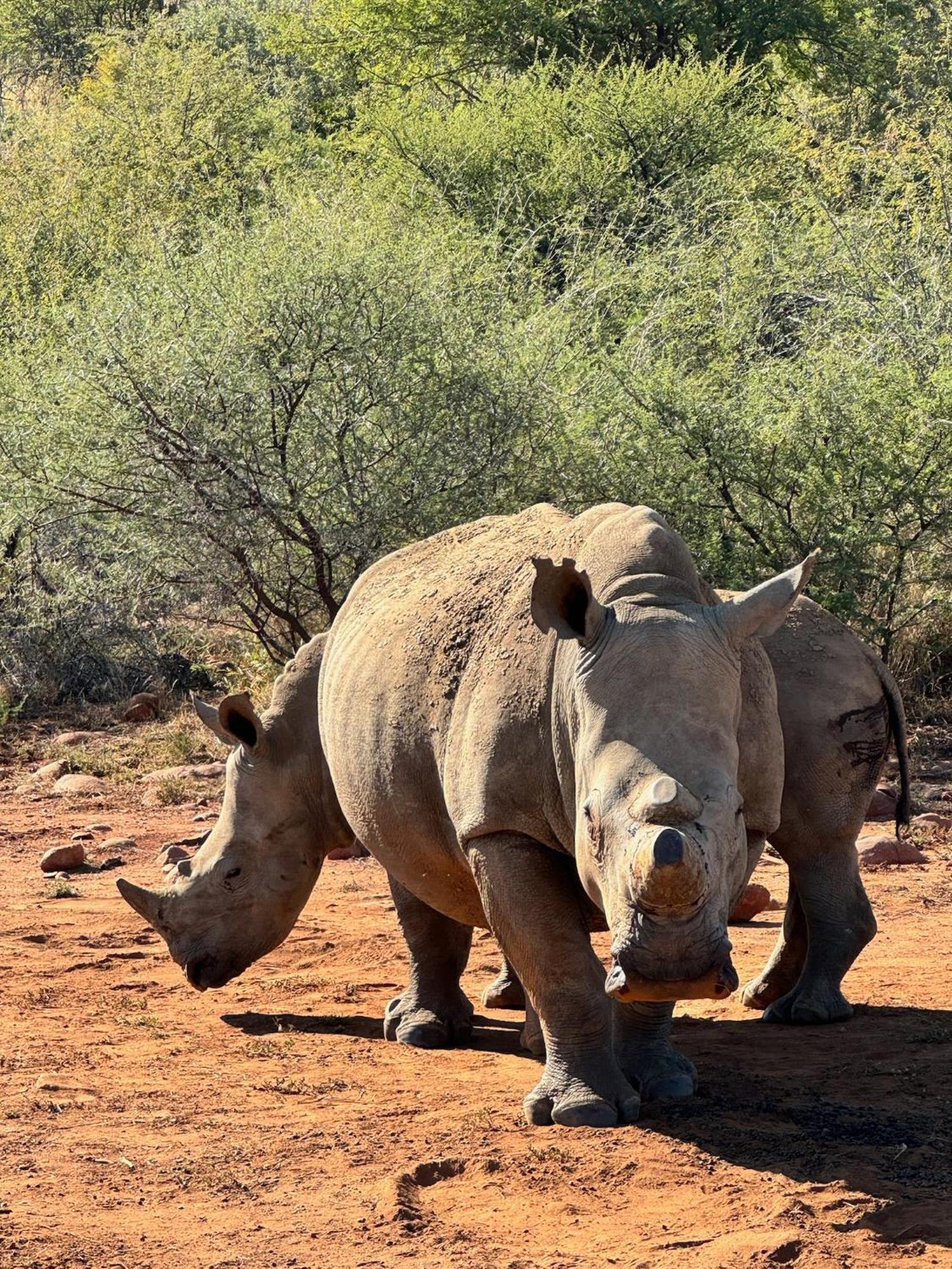 Pangolin Game Lodge - Self Catering, Incl 2 Game Drives Per Day Matlhagame Buitenkant foto