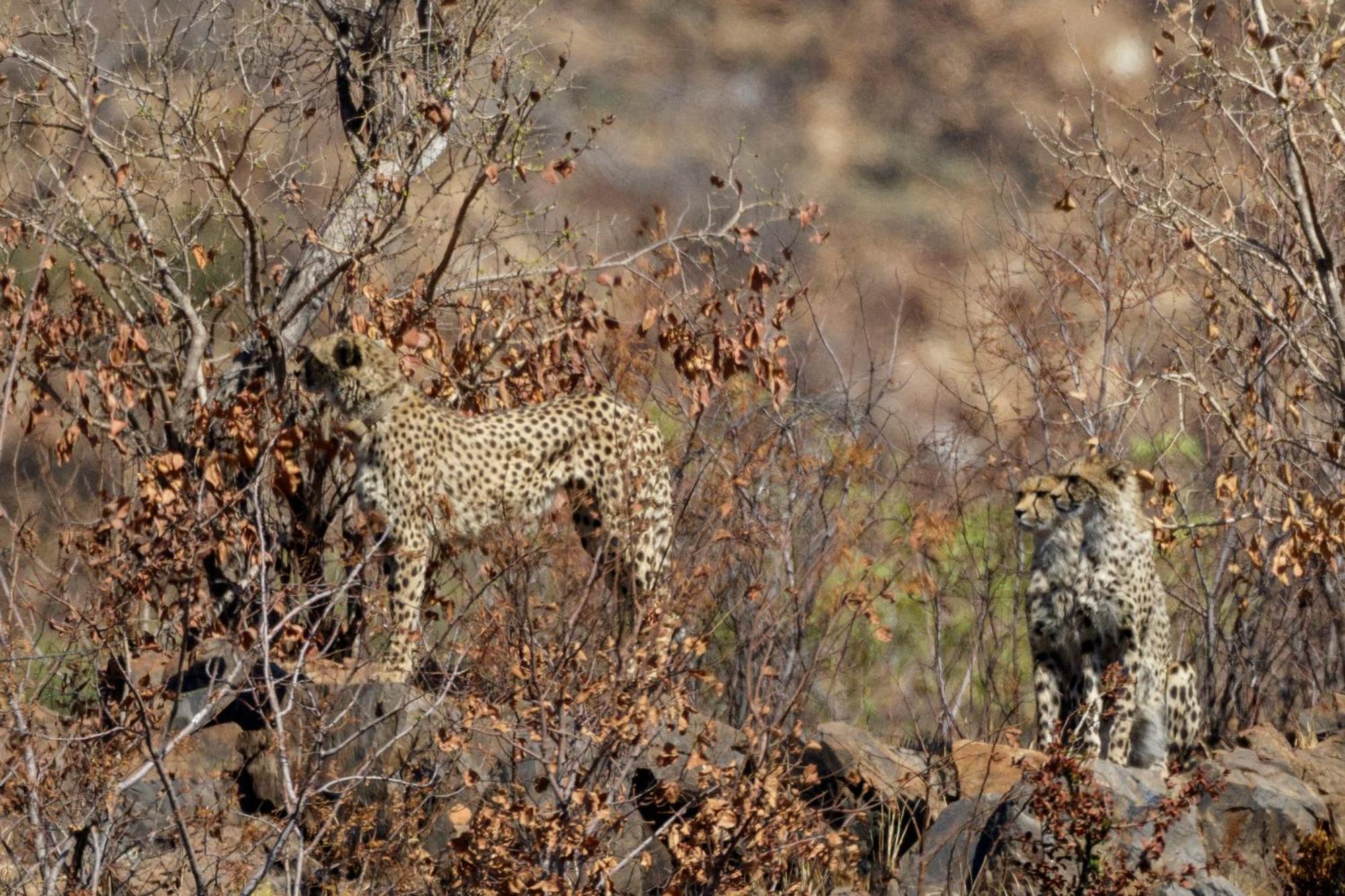 Pangolin Game Lodge - Self Catering, Incl 2 Game Drives Per Day Matlhagame Buitenkant foto