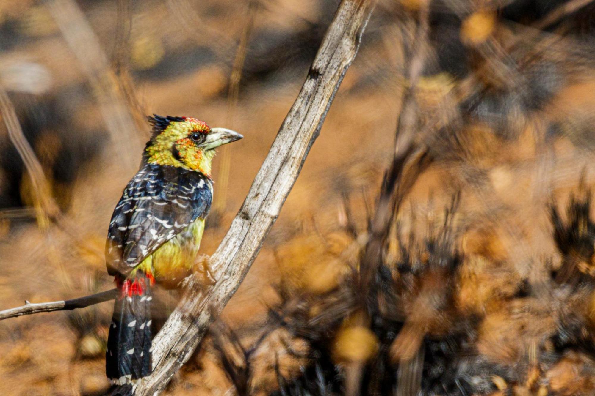Pangolin Game Lodge - Self Catering, Incl 2 Game Drives Per Day Matlhagame Buitenkant foto