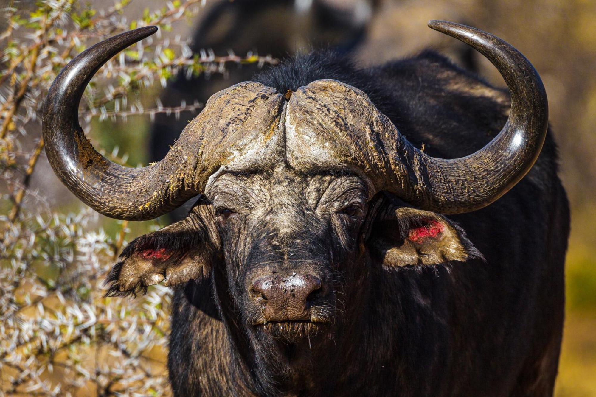Pangolin Game Lodge - Self Catering, Incl 2 Game Drives Per Day Matlhagame Buitenkant foto